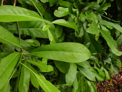 Codiaeum variegatum