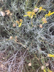 Senecio flaccidus flaccidus