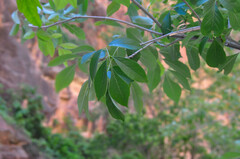 Fraxinus velutina