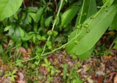 Codiaeum variegatum