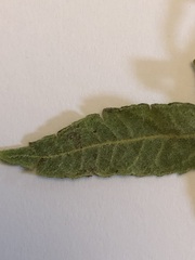 Commersonia dasyphylla