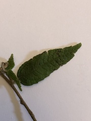 Commersonia dasyphylla