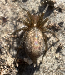 Lycosoides