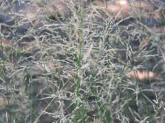 Eragrostis lehmanniana