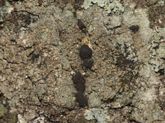 Lecanora hybocarpa