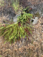 Polystichum