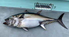 Thunnus orientalis