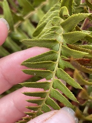 Polystichum