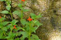 Erythranthe verbenacea