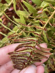 Polystichum