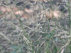 Eragrostis lehmanniana