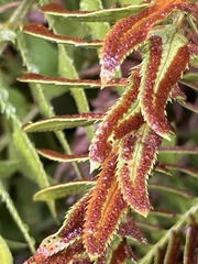 Polystichum