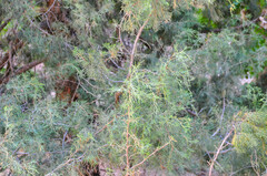 Juniperus osteosperma