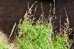 Brickellia longifolia