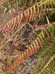 Polystichum