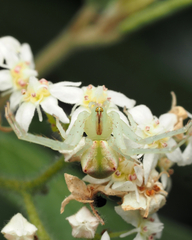 Sidymella rubrosignata