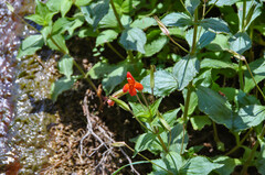 Erythranthe verbenacea