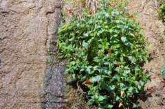 Erythranthe verbenacea