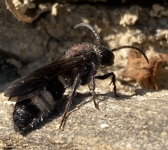 Ronisia
