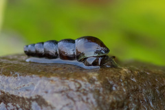 Juga plicifera