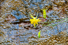 Aquilegia chrysantha