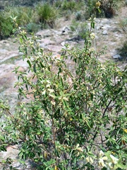 Lippia graveolens