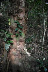 Syzygium cormiflorum