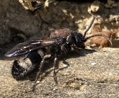 Ronisia