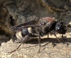 Ronisia