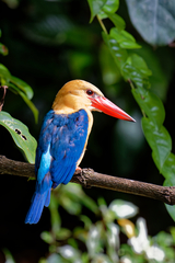 Pelargopsis capensis