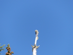 Acroscyphus sphaerophoroides