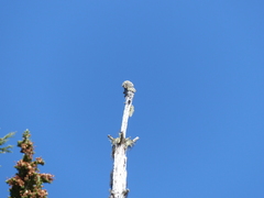 Acroscyphus sphaerophoroides