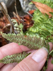 Dryopteris arguta