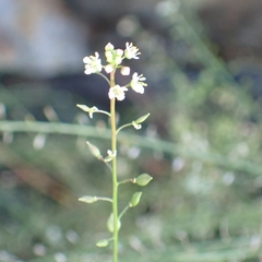 Lepidium graminifolium