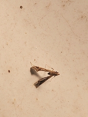 Lantanophaga pusillidactylus