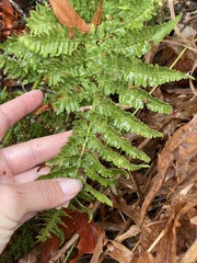 Dryopteris arguta