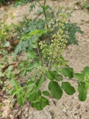 Ocimum