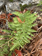 Dryopteris arguta