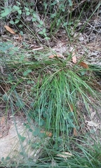 Carex bolanderi