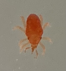 Bdelloidea