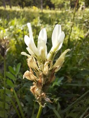 Astragalus austrosibiricus