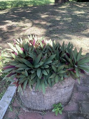 Tradescantia spathacea