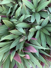 Tradescantia spathacea