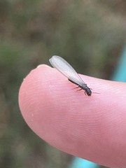 Reticulitermes hesperus