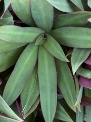 Tradescantia spathacea