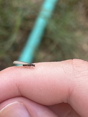 Reticulitermes hesperus