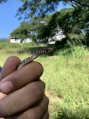 Masticophis mentovarius