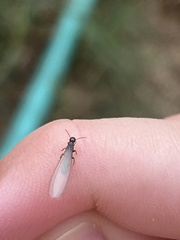 Reticulitermes hesperus