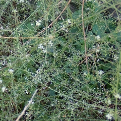 Lepidium graminifolium