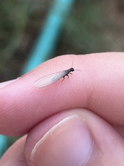 Reticulitermes hesperus